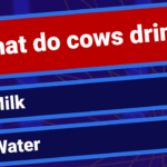 MILLIONAIRE TRIVIA
